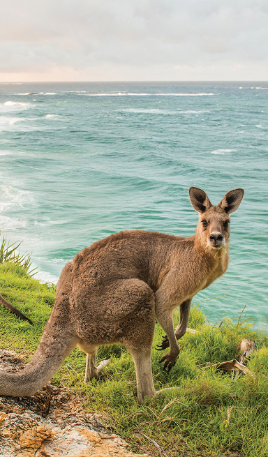 Kangaroo on North Stradbroke Island