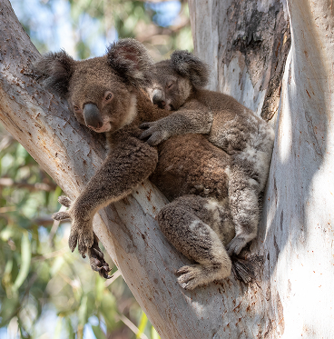 Koalas in the wild