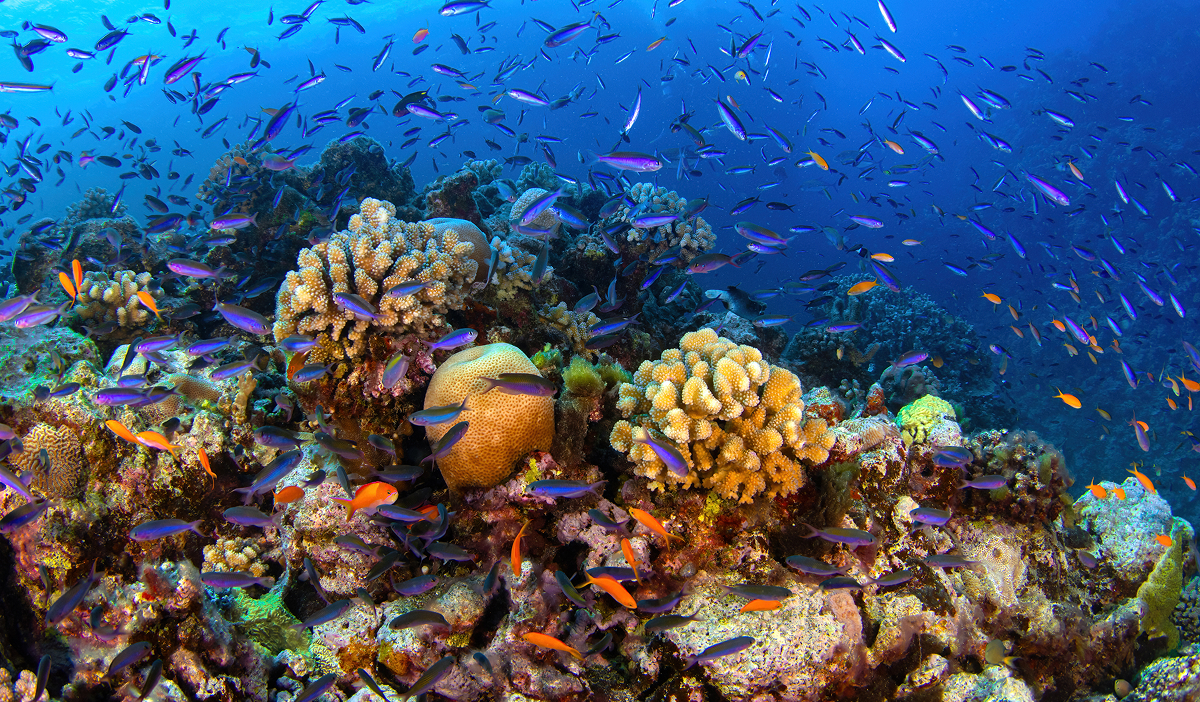 Great Barrier Reef coral and fish